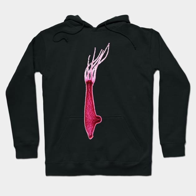 Hydra under the microscope Hoodie by SDym Photography